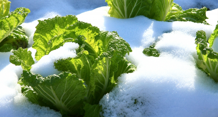 冬野菜の育て方！初心者でも栽培可能な冬野菜をご紹介。