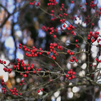 庭木・人気種⑨梅もどき