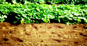 ガーデニングや家庭菜園の初心者必見！ 土の条件とは？　基本の土作りの方法とは？
