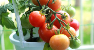 家庭菜園でつくれるおいしいミニトマトの育て方をご紹介！
