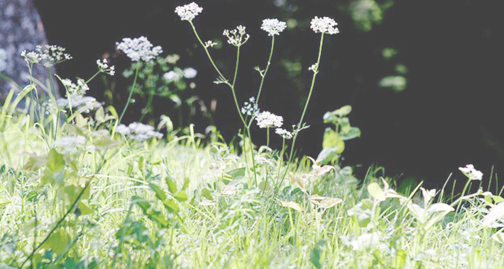 雑草対策で夏も快適なガーデニングライフを 効果抜群な５つの方法 植物の暮らしサポートマガジン Plante プランテ