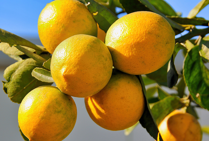 家庭菜園で育てやすい果物ナンバー2　レモン