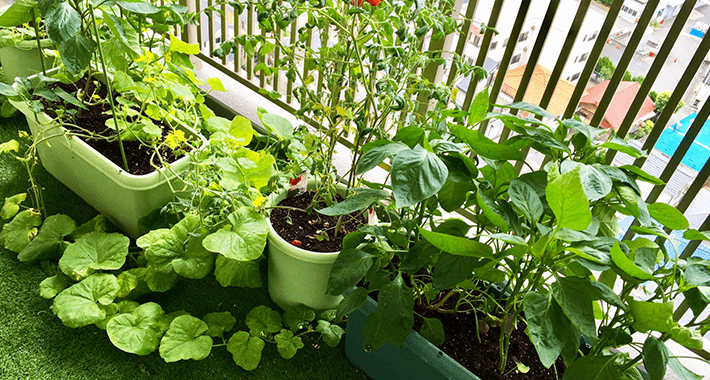 冬の家庭菜園で育てるなら ベランダ菜園向けの野菜5選 植物の暮らしサポートマガジン Plante プランテ