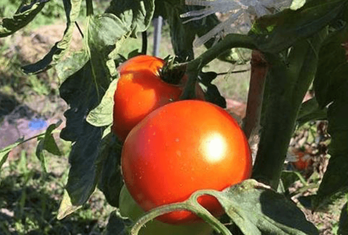 ペットボトルプランターでトマトを栽培する方法