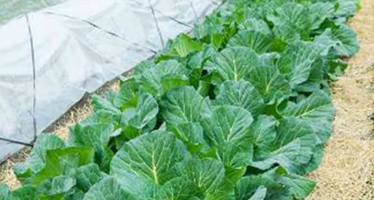 おすすめの冬野菜の栽培方法と美味しいレシピを紹介!