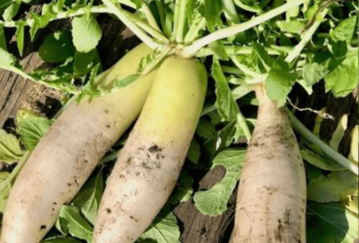 栄養たっぷりの冬野菜の栽培方法
