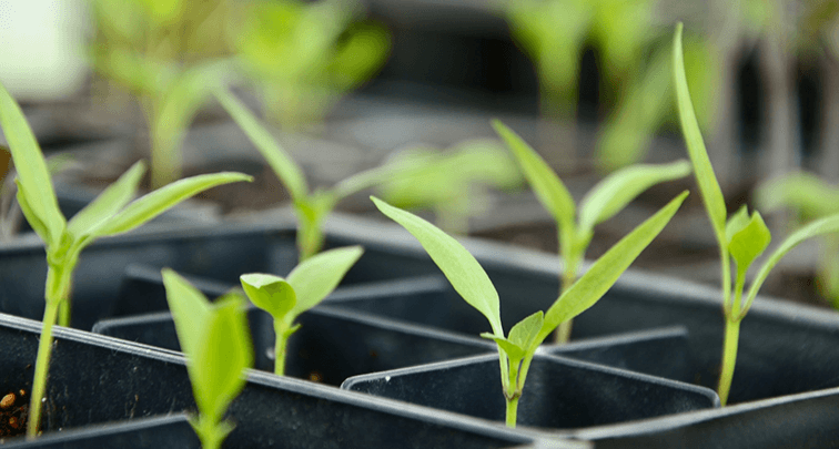 種まきと苗の植え付けの違いとは？ガーデニングの基礎知識を解説