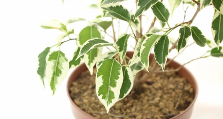 フィカス属の観葉植物の育て方と管理方法、増やし方とは？
