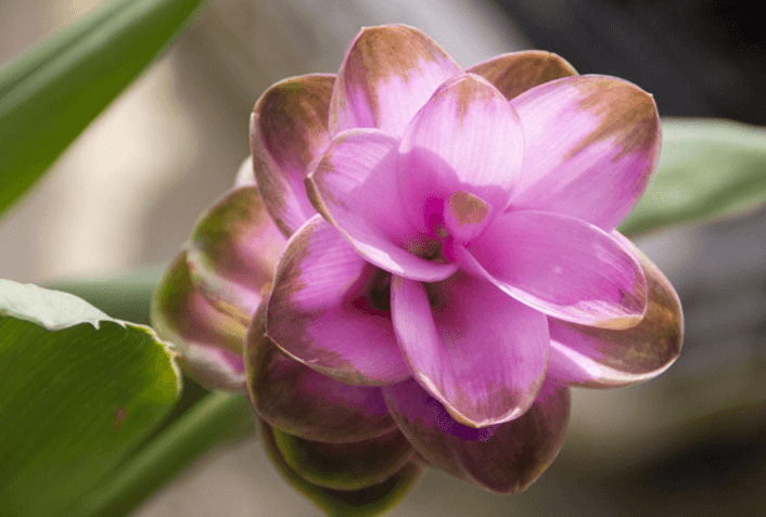 クルクマの花について