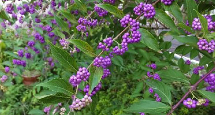 紫式部の育て方をご紹介。秋に実る美しい紫の実は癒し効果も？