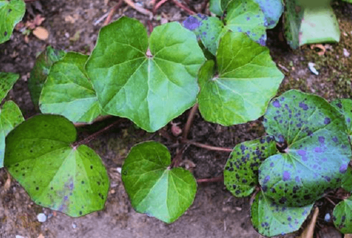 植物ウイルスとは