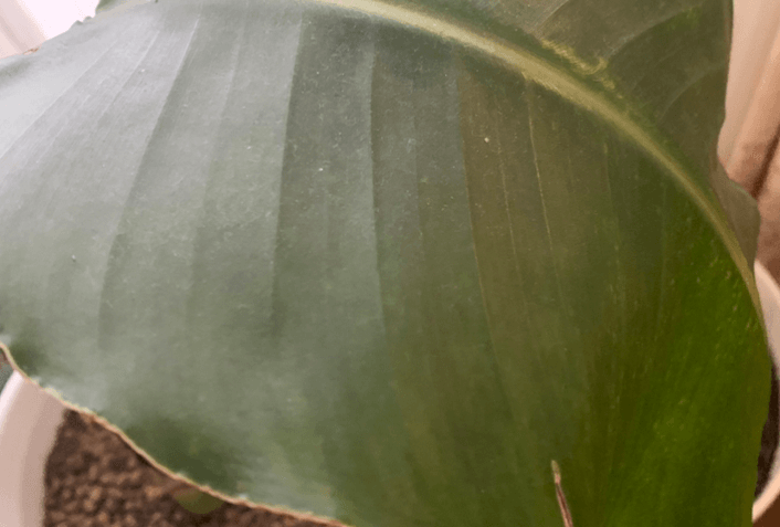 オーガスタの葉が丸まる主な原因とは？