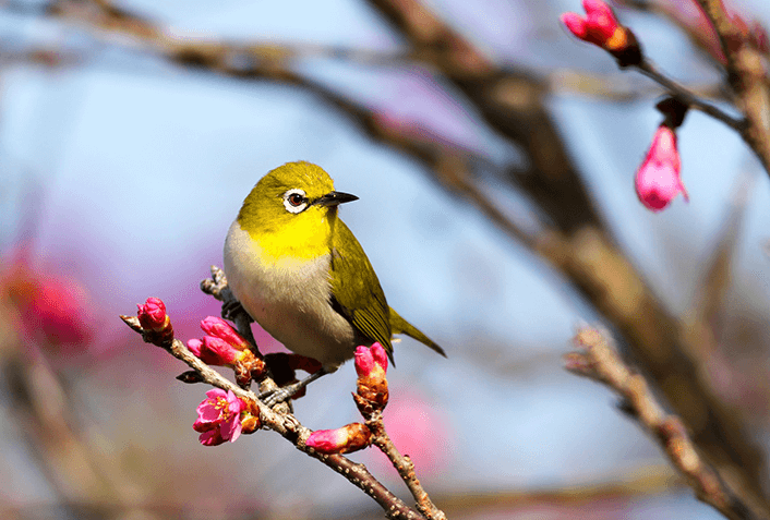 ソムダムは育てやすい？