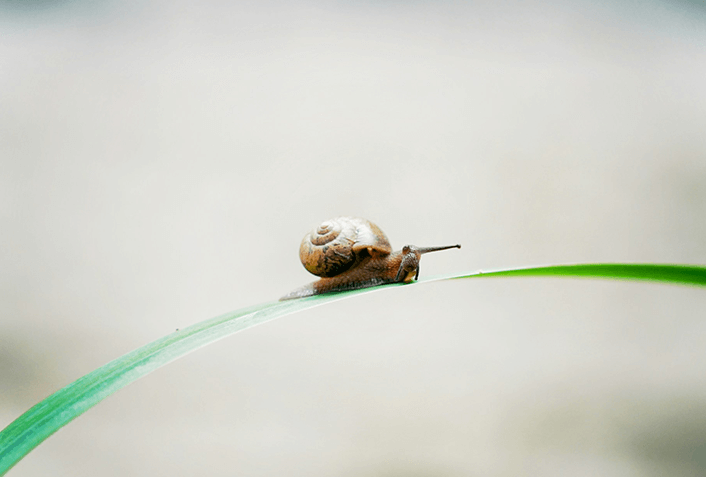 ソルダムがかかりやすい病害虫は？