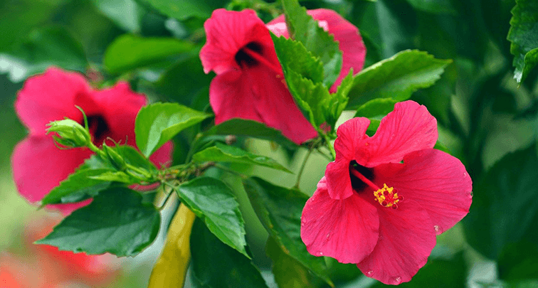 育てやすい夏の花5選！暑さに強い種類を選ぶメリットとは？
