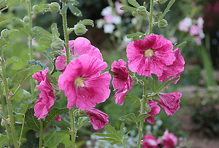 育てやすい夏の花の特徴