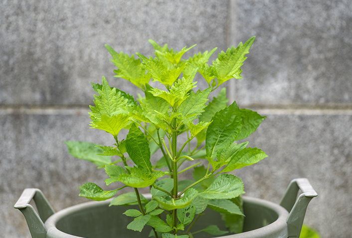 1.植え付け時期