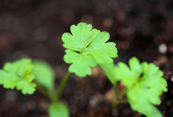 パクチーは家庭菜園向きの植物！