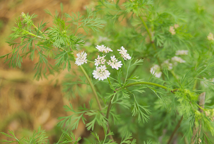 パクチーの花を切って長く収穫しよう