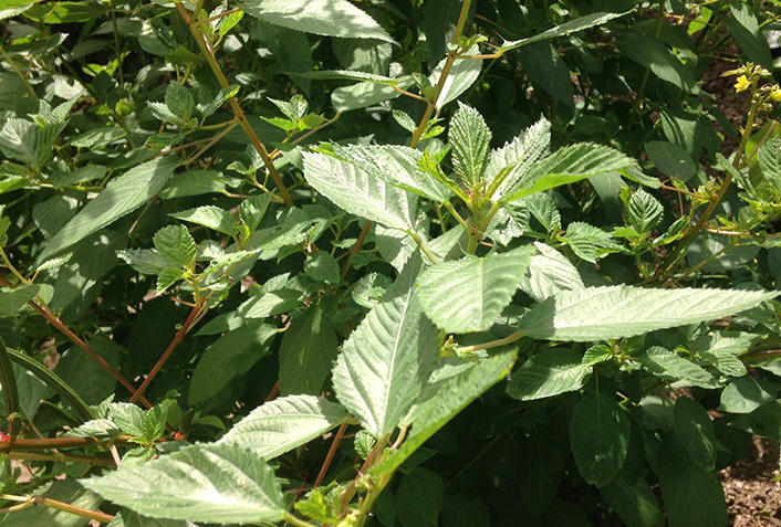 1.種まきと植え付けは25℃以上になってから