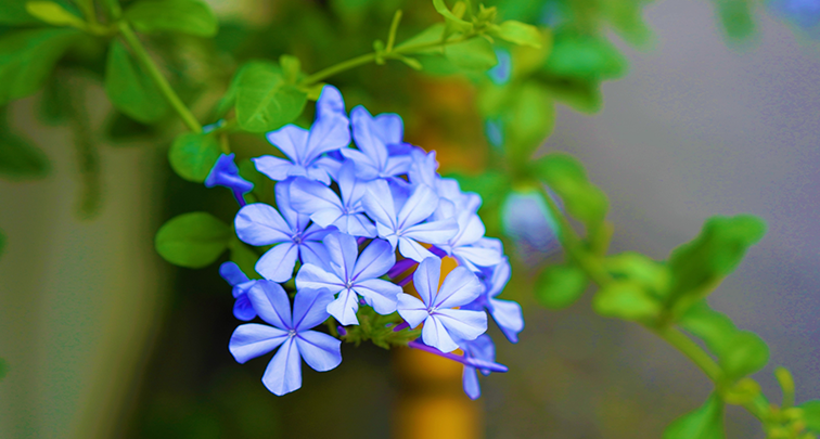 青い花が魅力のルリマツリの育て方とは？花を長く楽しむコツもご紹介