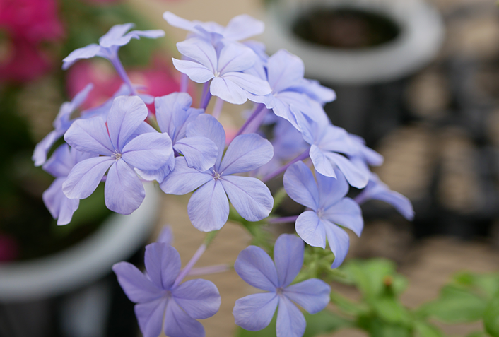 植え替え