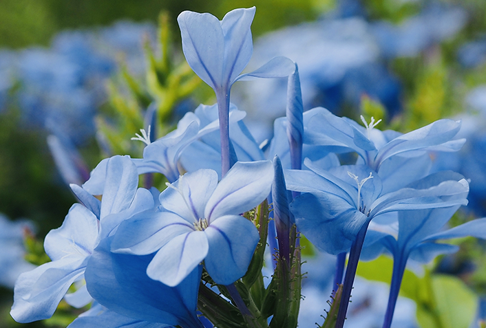 花付きを良くしたい場合は花がら摘みが大切