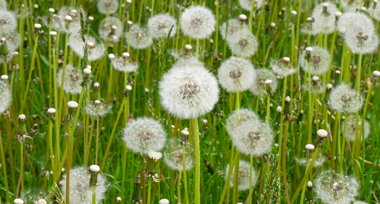 タンポポの綿毛の花言葉は怖い？綿毛の楽しみ方もご紹介