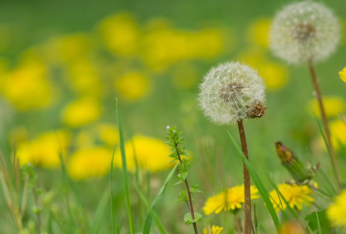 タンポポの綿毛の花言葉