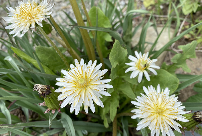 タンポポの花言葉