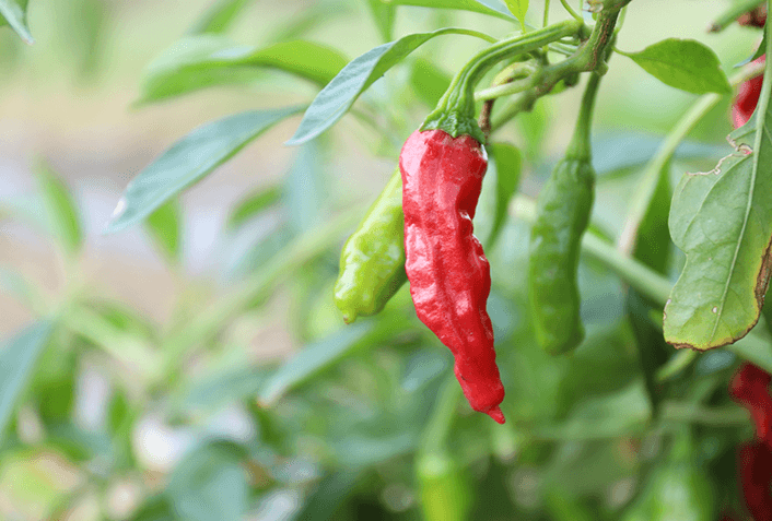 ガーデニングで唐辛子を植えるだけでは虫除け効果は少ない