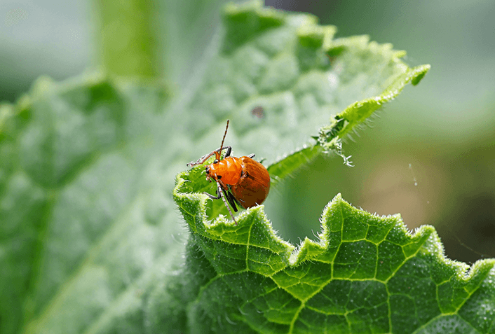 あくまで虫除けであり殺虫効果は期待できない