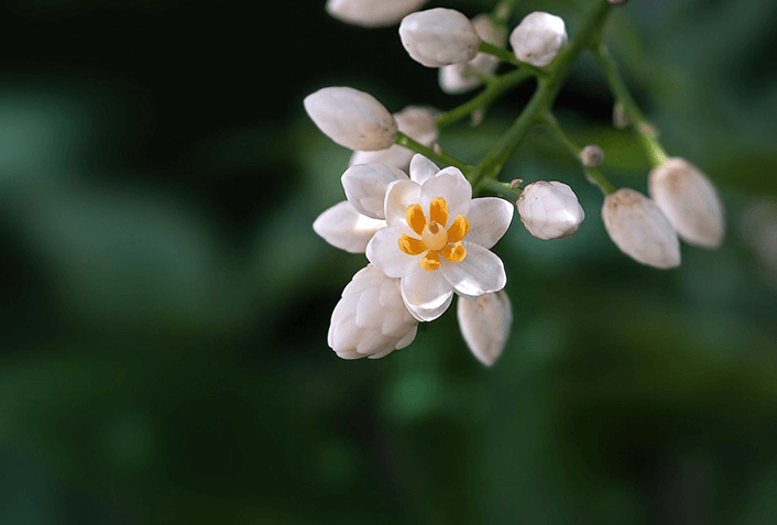 南天(ナンテン)の花言葉