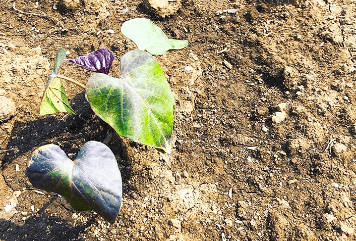 土と苗の準備