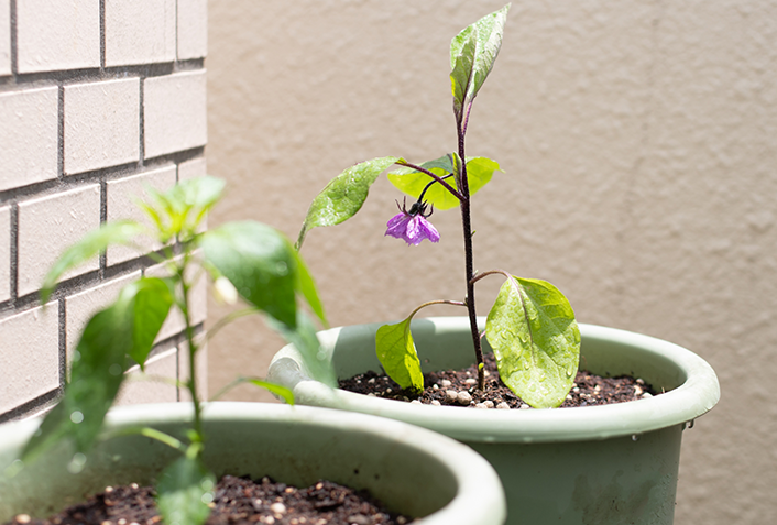 4.植物用LEDライトを使用する