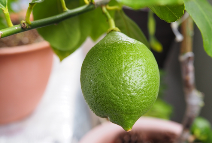 ベランダ菜園でレモンを育てる方法