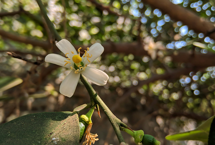 5.摘花・摘果