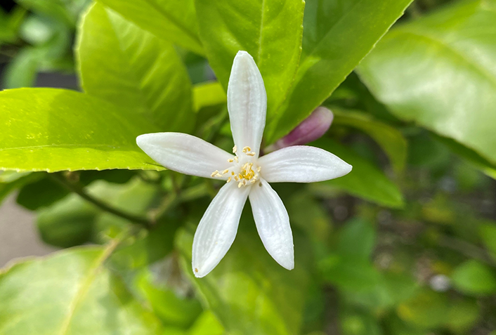 摘んだレモンの花の楽しみ方