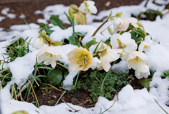 植物に雪が積もった時の注意点