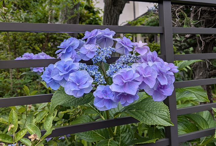 地植えのアジサイに剪定が必要な理由