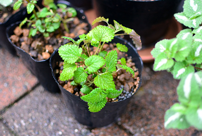 レモンバームは地植えをしない方が良いって本当？