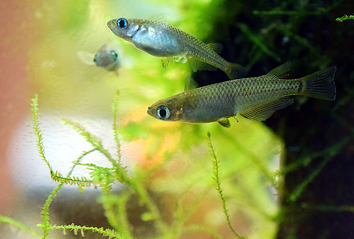 アクアリウムとして楽しめるヒルギ