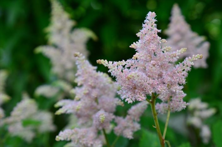 花を植える前に庭の日陰状況を調べよう！