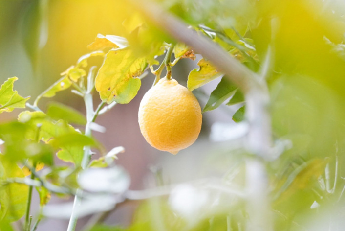 レモンの木に多い病害虫