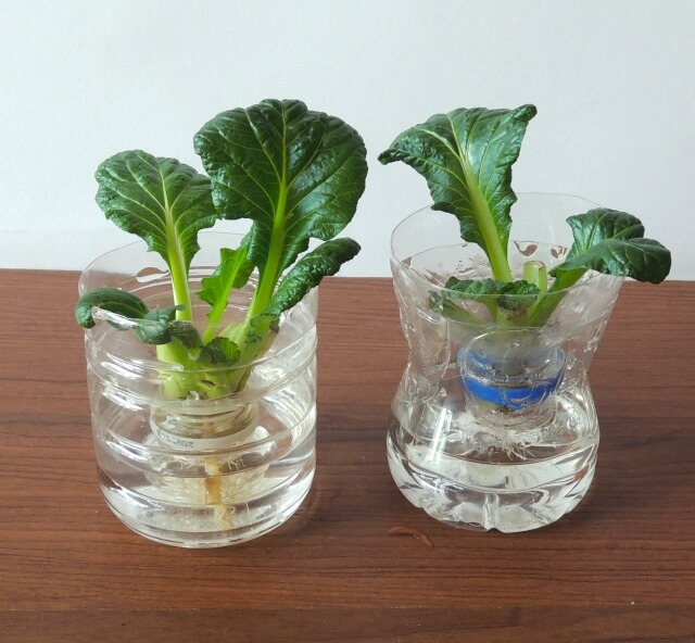 ペットボトルを鉢植えにするメリット