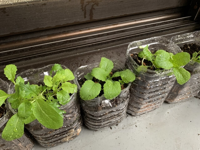 ペットボトルを鉢植えにする作り方