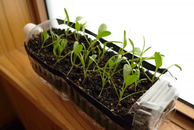 ペットボトル鉢植えは横向きに作ってもOK！