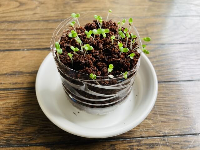 ペットボトルで作った鉢植えで育てられる野菜