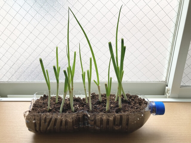 ペットボトルで作った鉢植えをおしゃれにするおすすめアイデア