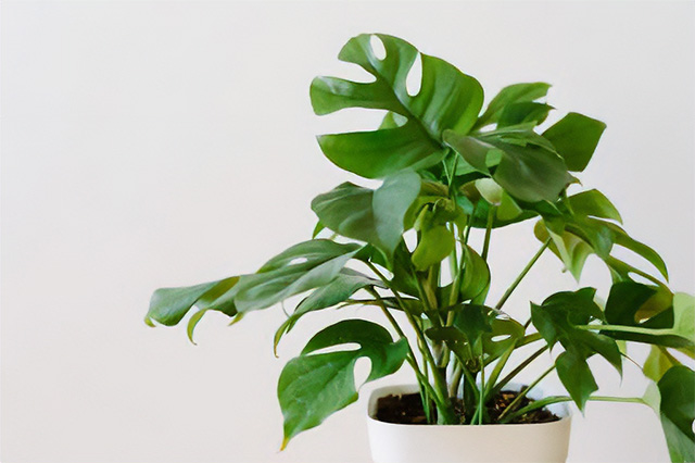 葉の大きいおすすめ観葉植物にはなにがある？魅力についても解説